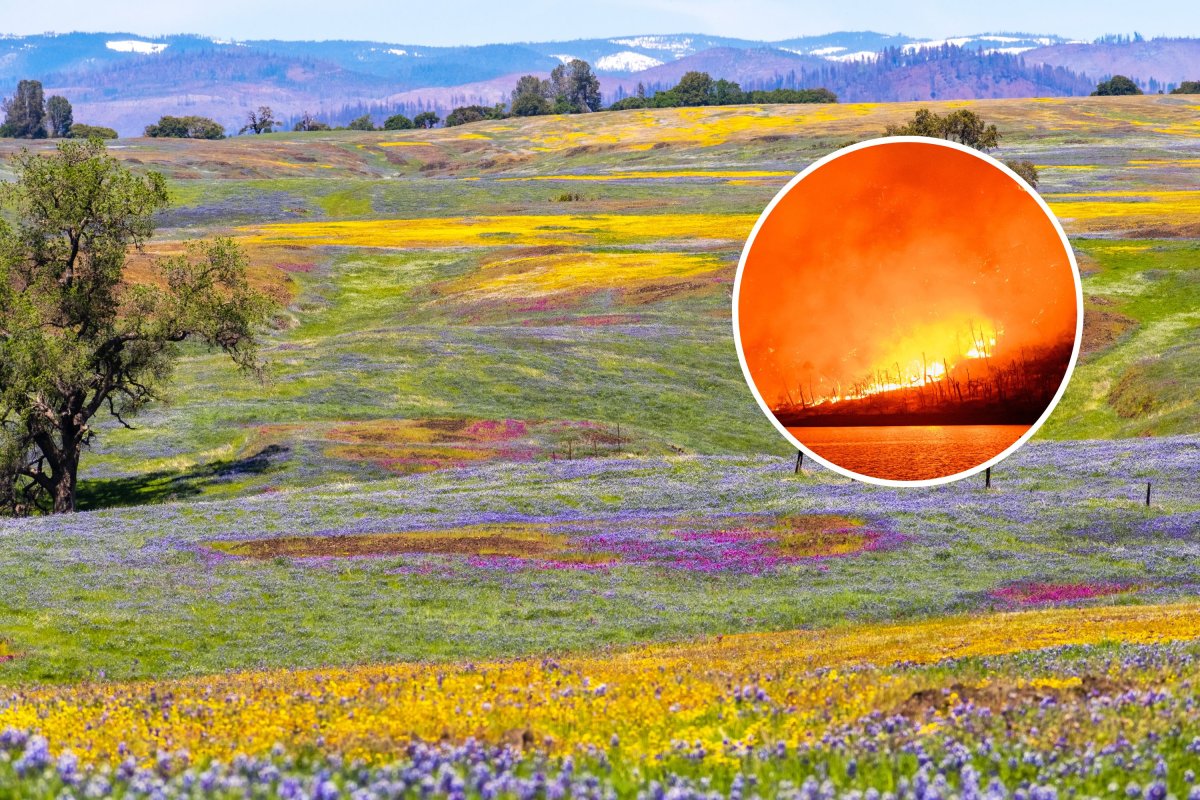 wildflower reserve wildfire