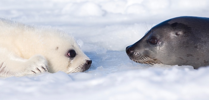D’un Pôle à l’autre : photographies animalières des Pôles Nord et Sud