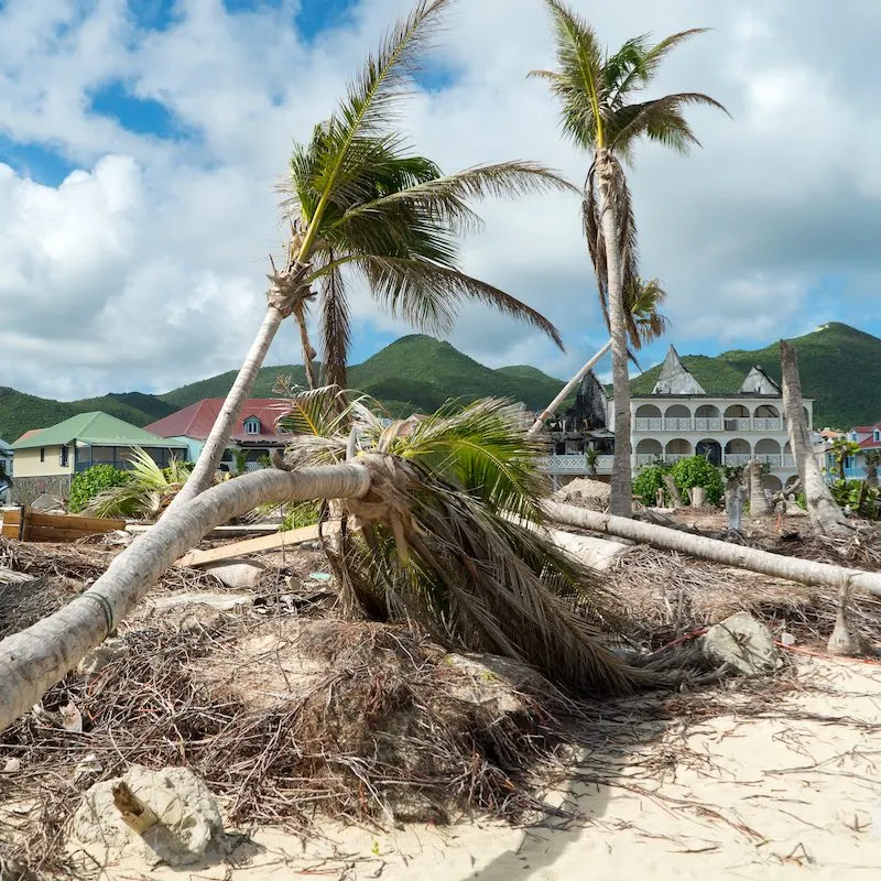 Palm trees felled by hurricane in Caribbean island
