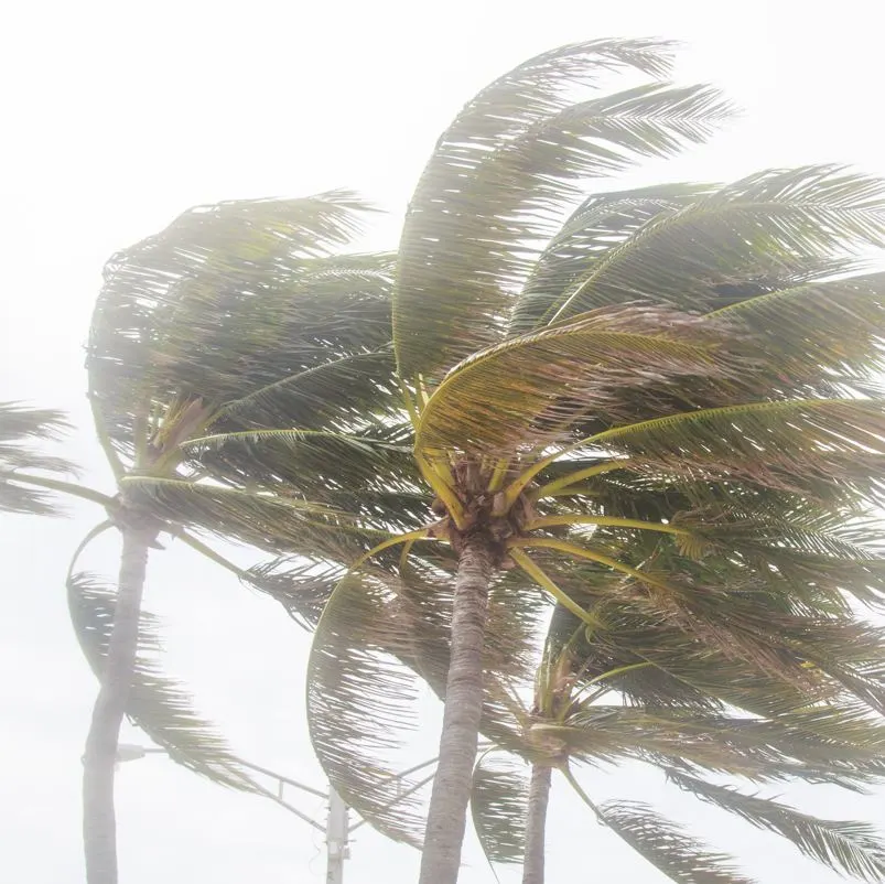 Palm tree in tropical storm hurricane