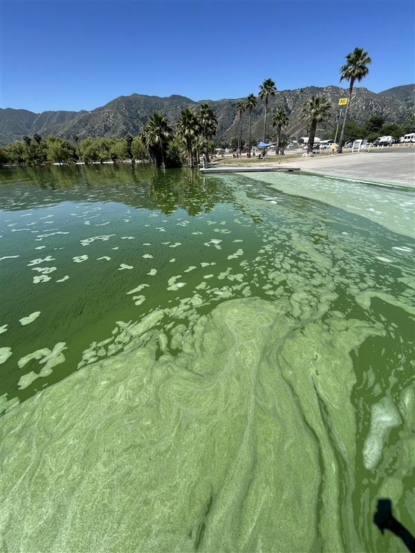 Residents, visitors warned to stay out of Lake Elsinore due to toxic blue-green algae blooms Residents, visitors warned to stay out of Lake Elsinore due to toxic blue-green algae blooms