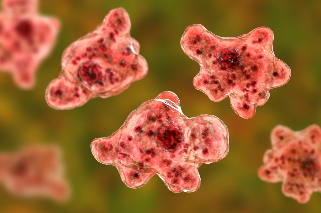 Naegleria fowleri